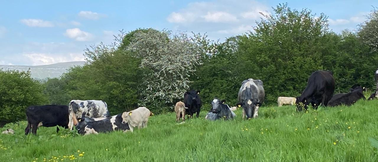 Vila Pant Llwyd Farm Llangynidr Exteriér fotografie